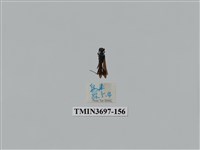 藏品(膜翅目(蜂))的圖片